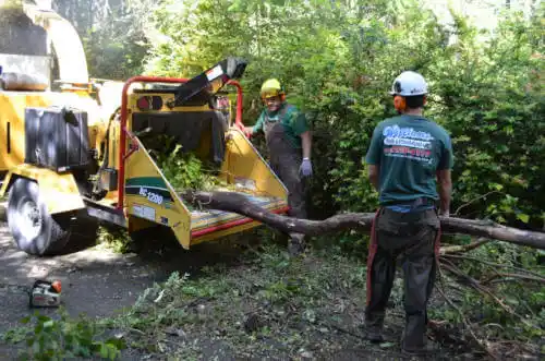 tree services San Ardo